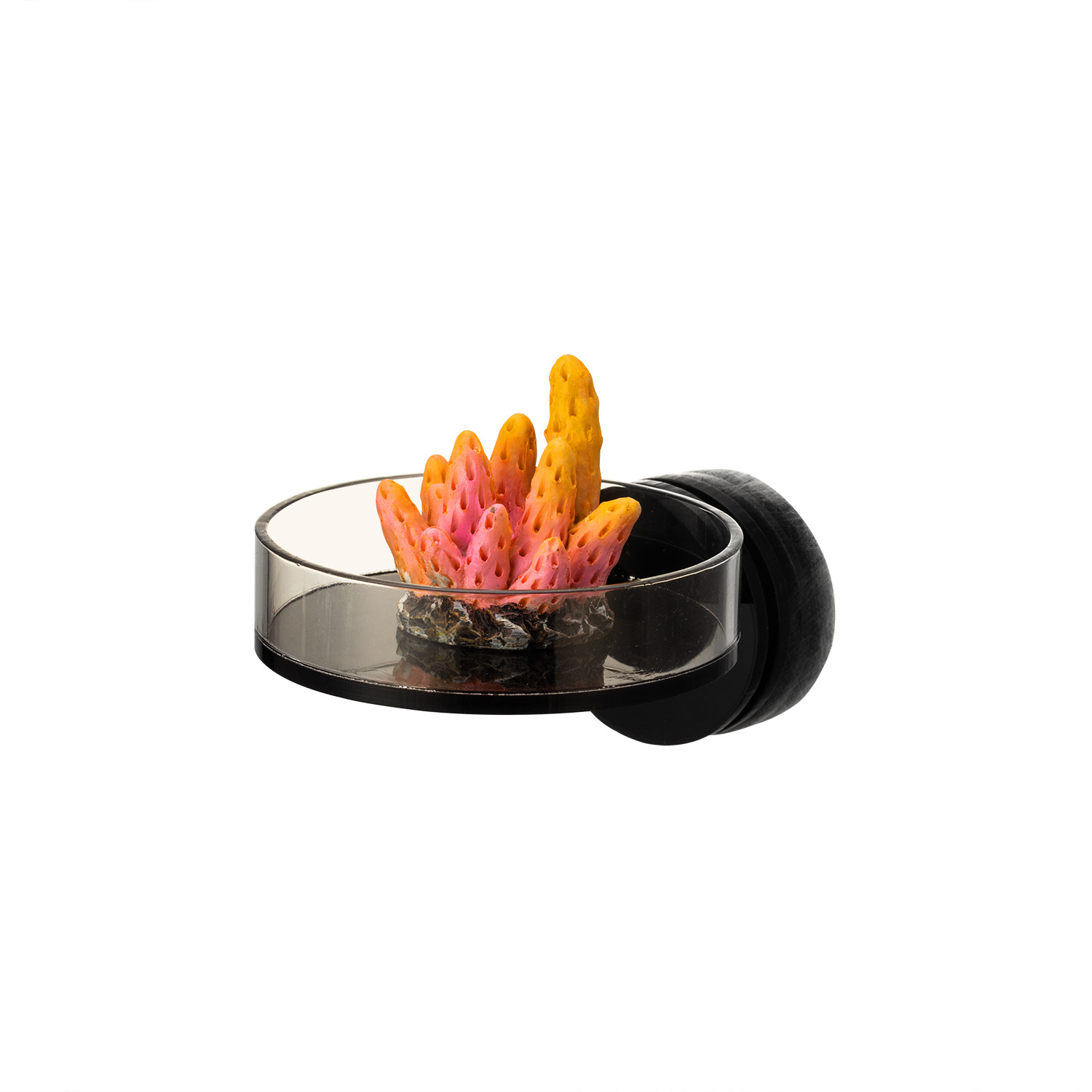 Морские источники, 70 мм, черн – обзор и цена Marine Aquarium & Regional Centre